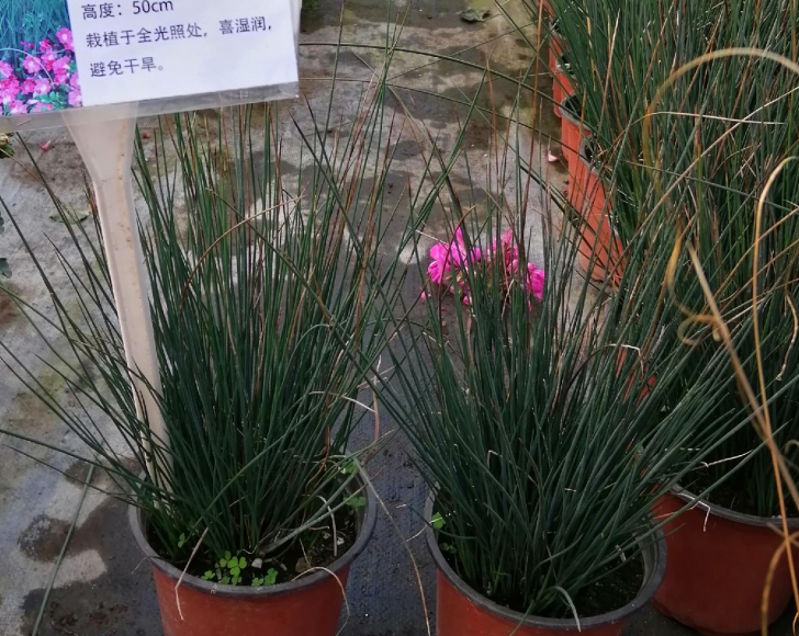 夏日花园养护攻略，打造梦想花园-69