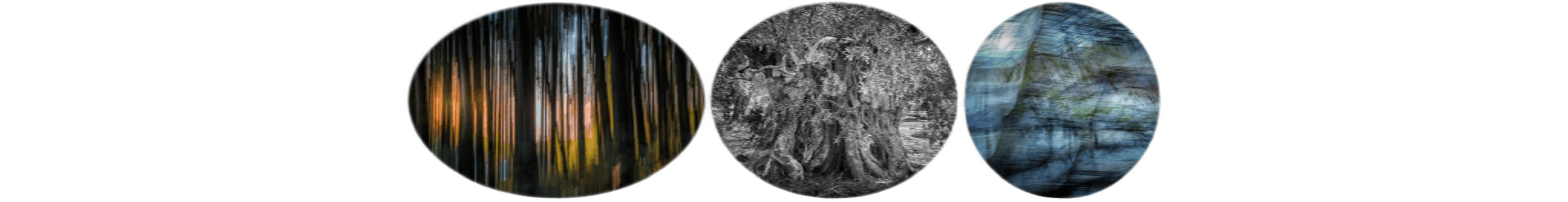 世界上的树木丨Sylvie D.-221