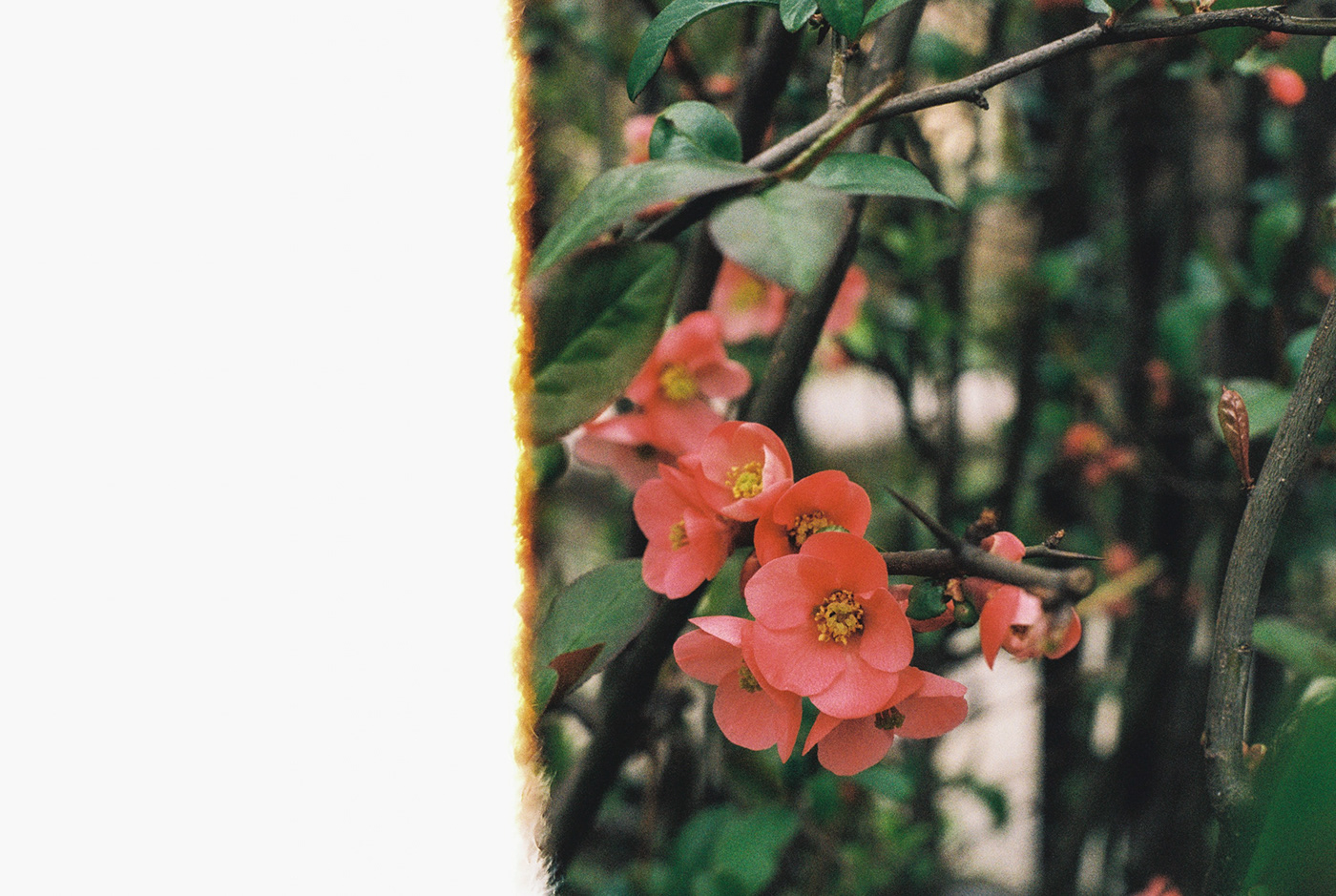 glimpses of Spring // 35mm film-2