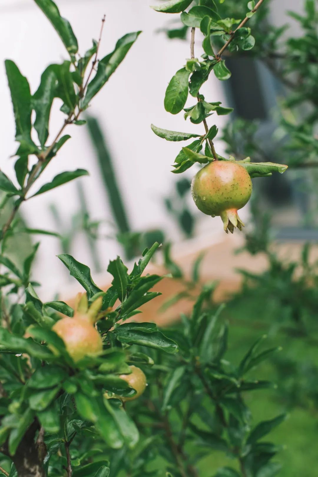 树林中的神仙小院 · 摄影师夫妻 10 万元爆改租住房丨中国北京-74