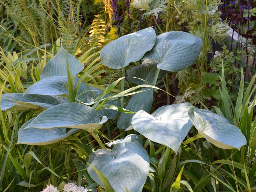 Eau de bonheur - Didier Danet - Entreprise Paysagiste-24