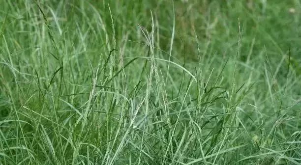 私家花园草坪种植与养护攻略-45