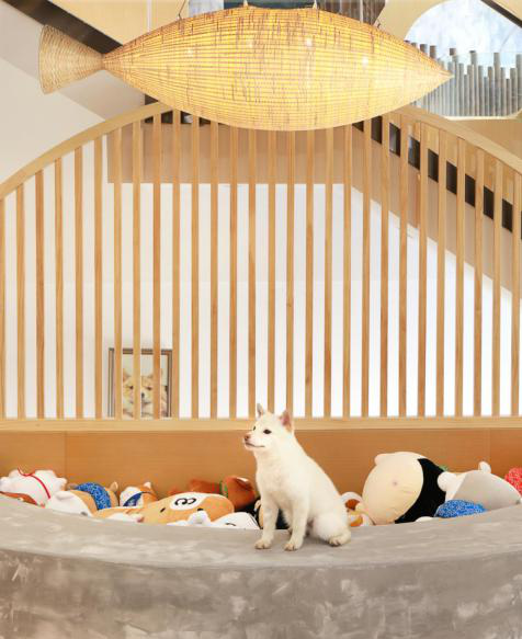 秋田犬主题柴犬咖啡馆-1