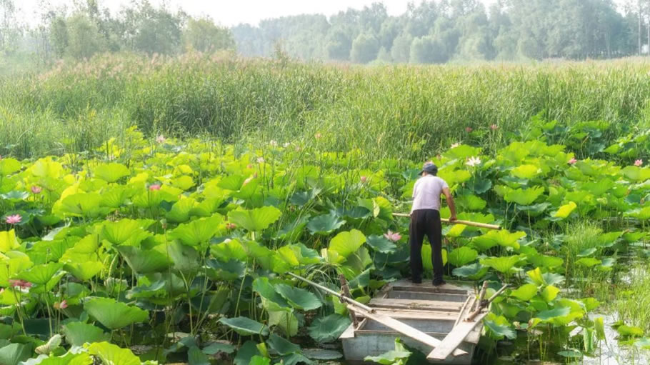 雄安白洋淀水岸公园景观设计丨TLS景观设计事务所-30