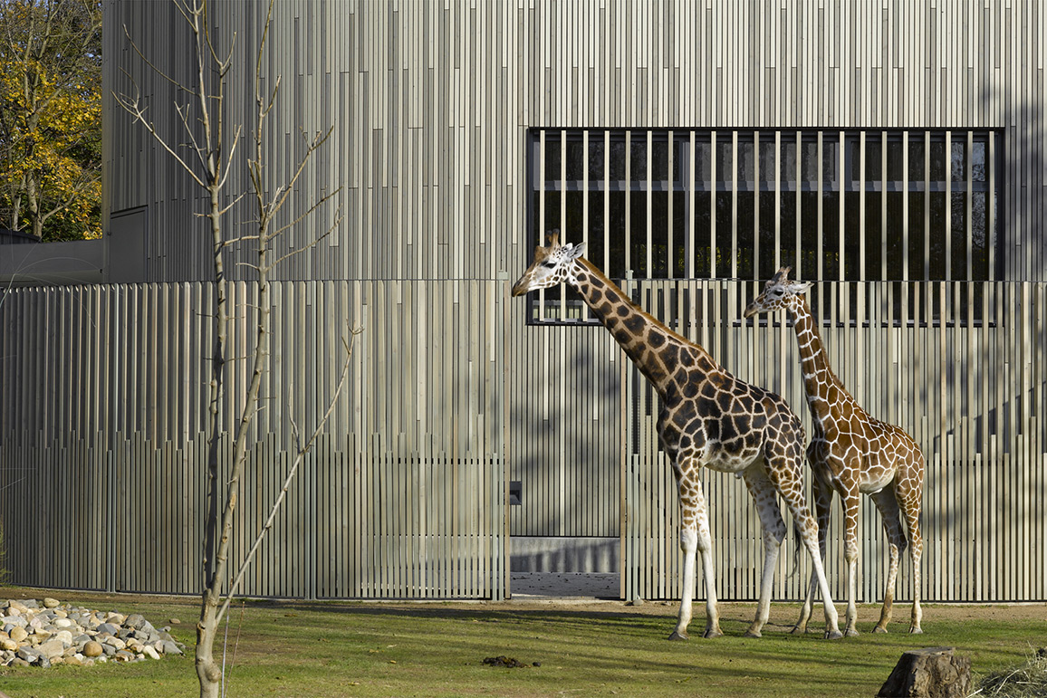 Zoologischer Garten Dresden, Giraffen- und Zebraanlage - hw-1