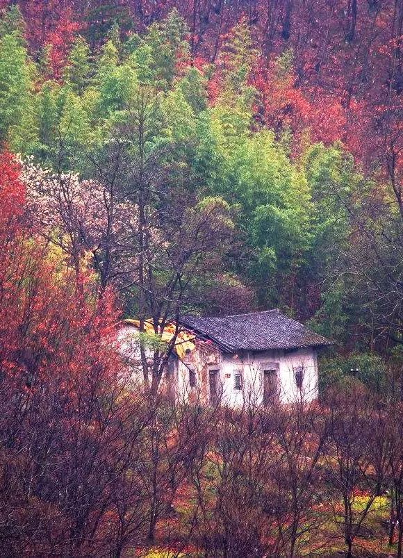 山居艺术 | 云间桃树,泉鸣林深-58