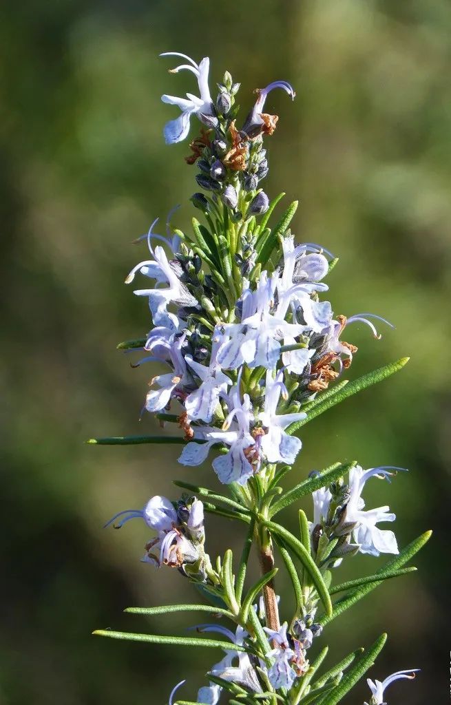 疗愈花园丨英国丨Alan Williams 和 Jo Whiley-51