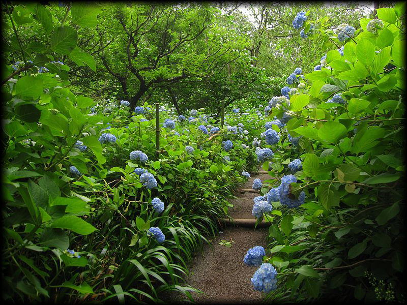 明月院丨日本神奈川-6