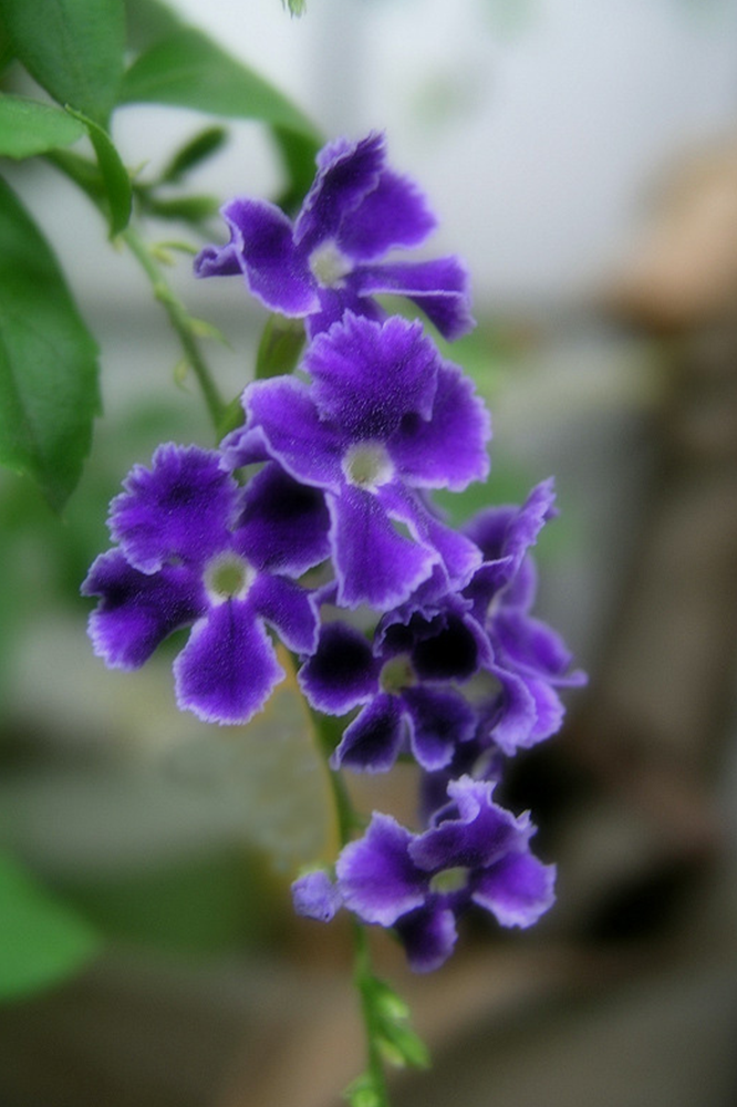 天秤座专属花园丨东町星座系列-39