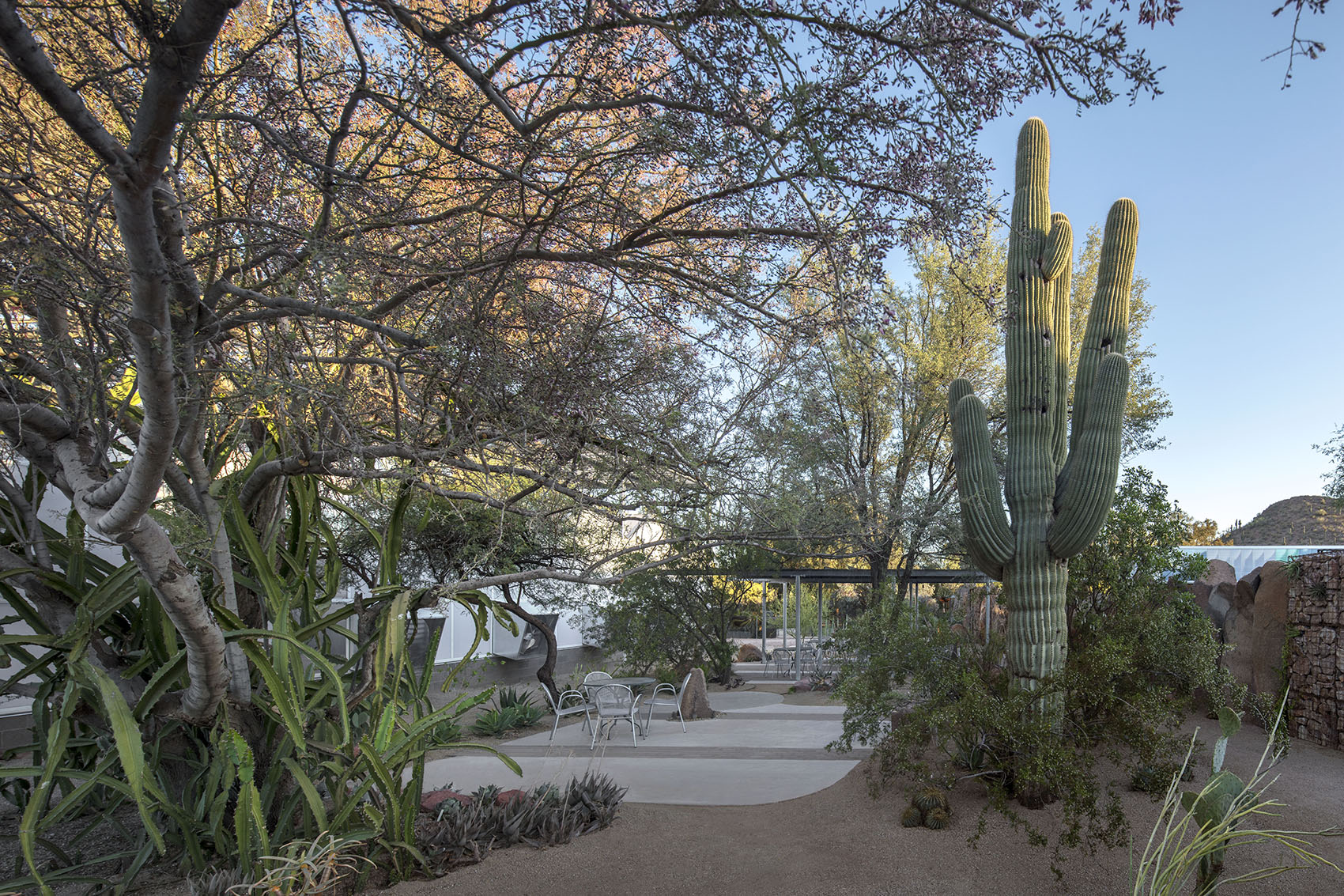 沙漠植物园一期丨美国-19