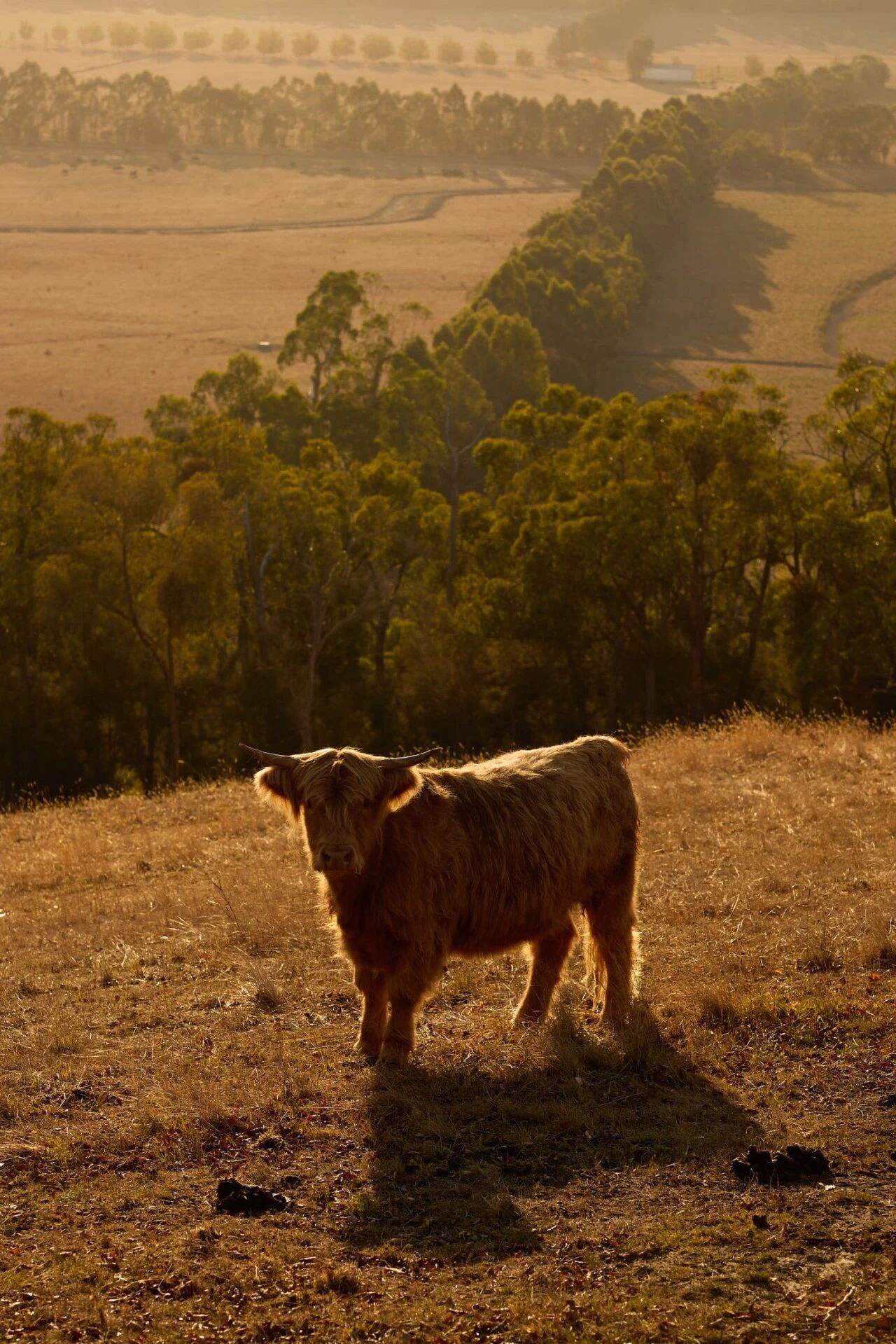 Finca Talluca私宅设计丨澳大利亚昆士兰丨HGA Studio,Ellison Studios-59