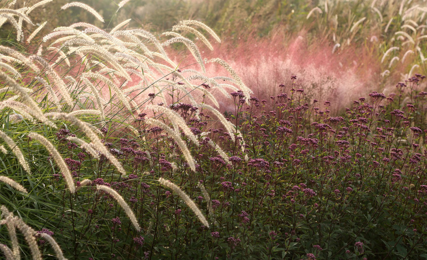 多岛海野草公园丨中国日照丨孔祥伟工作室-150