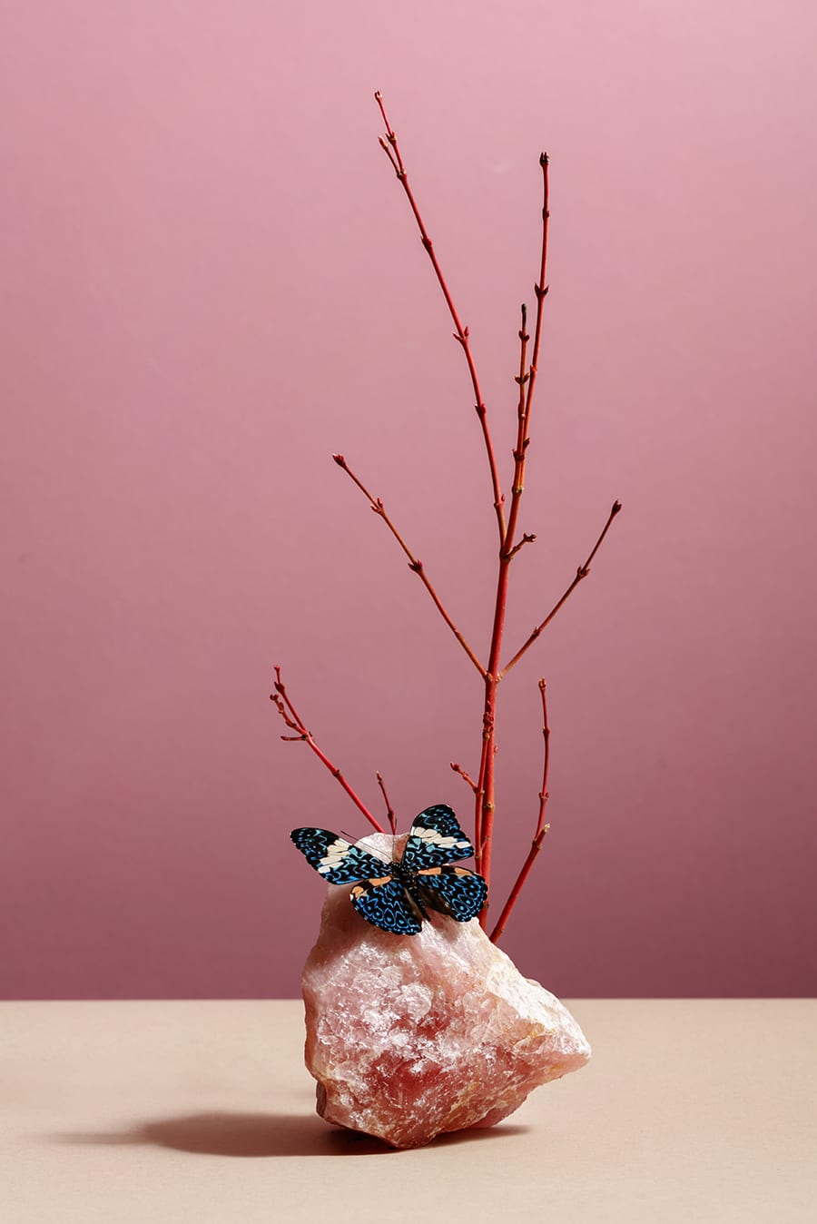 温哥华"植物学家"餐厅 | 沉浸式的自然体验-17