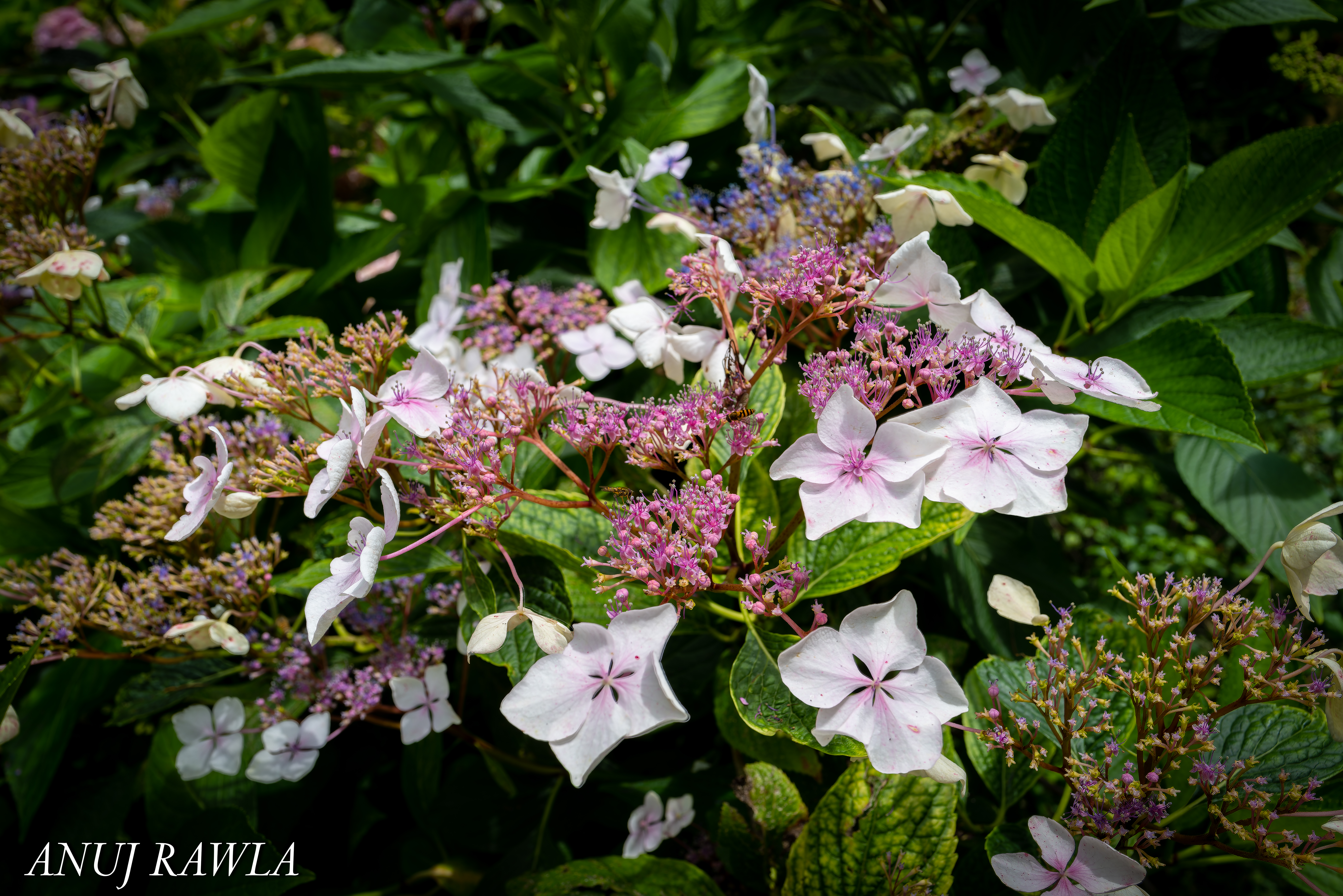 Wildflower Hall - August 2021-42