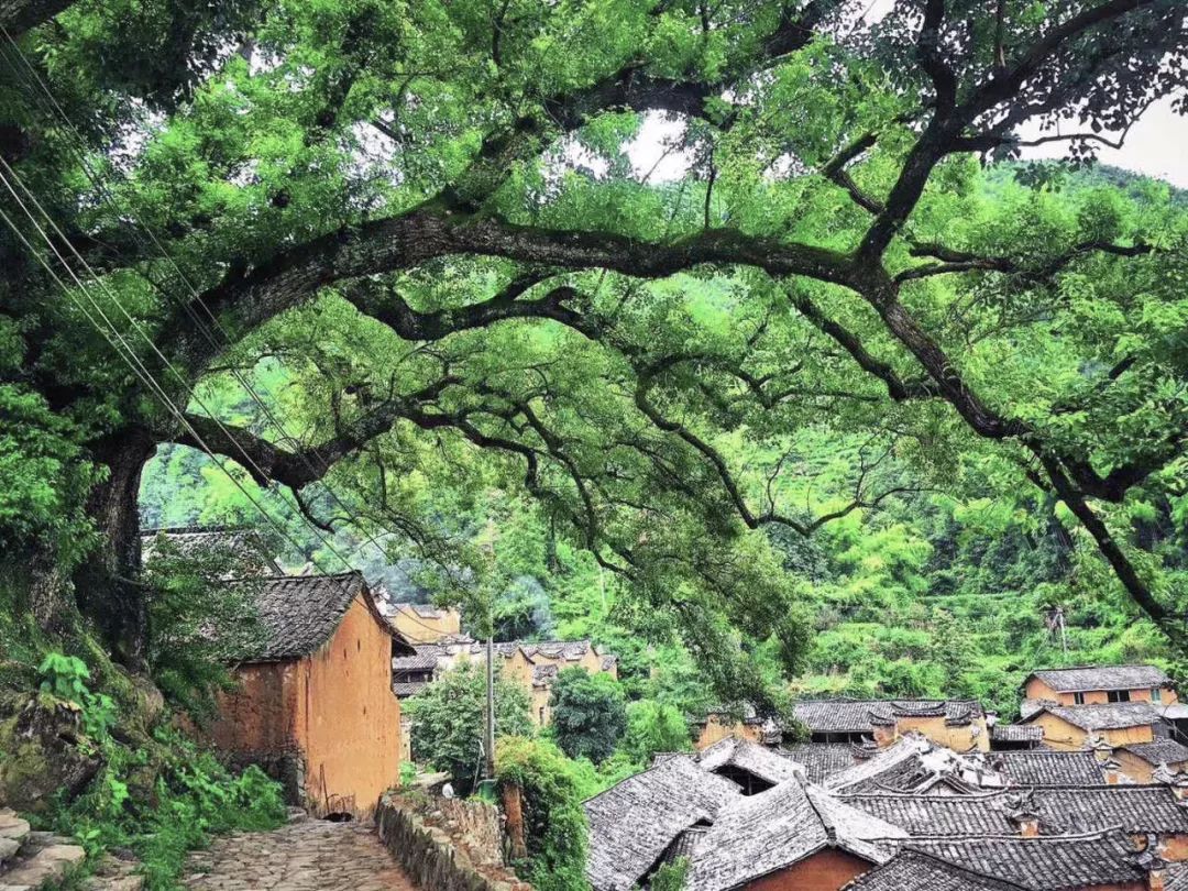 松阳原舍揽树山房 | 最后的江南秘境里的理想山居-9