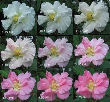 万科·城市生长馆丨中国成都丨MDO木君建筑设计-13