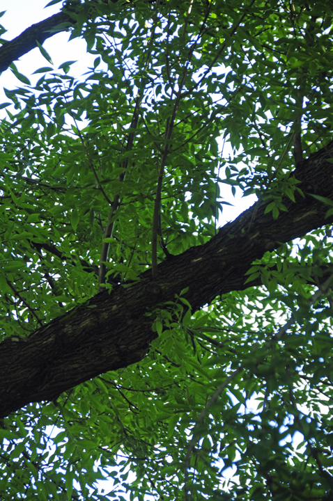 福特汉姆大学校园景观丨美国纽约市-32