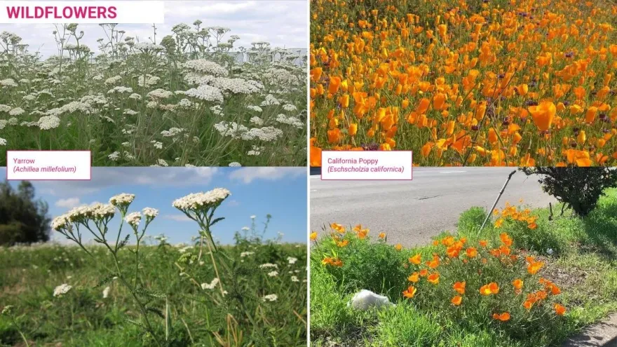 丨美国丨Fletcher Studio-41