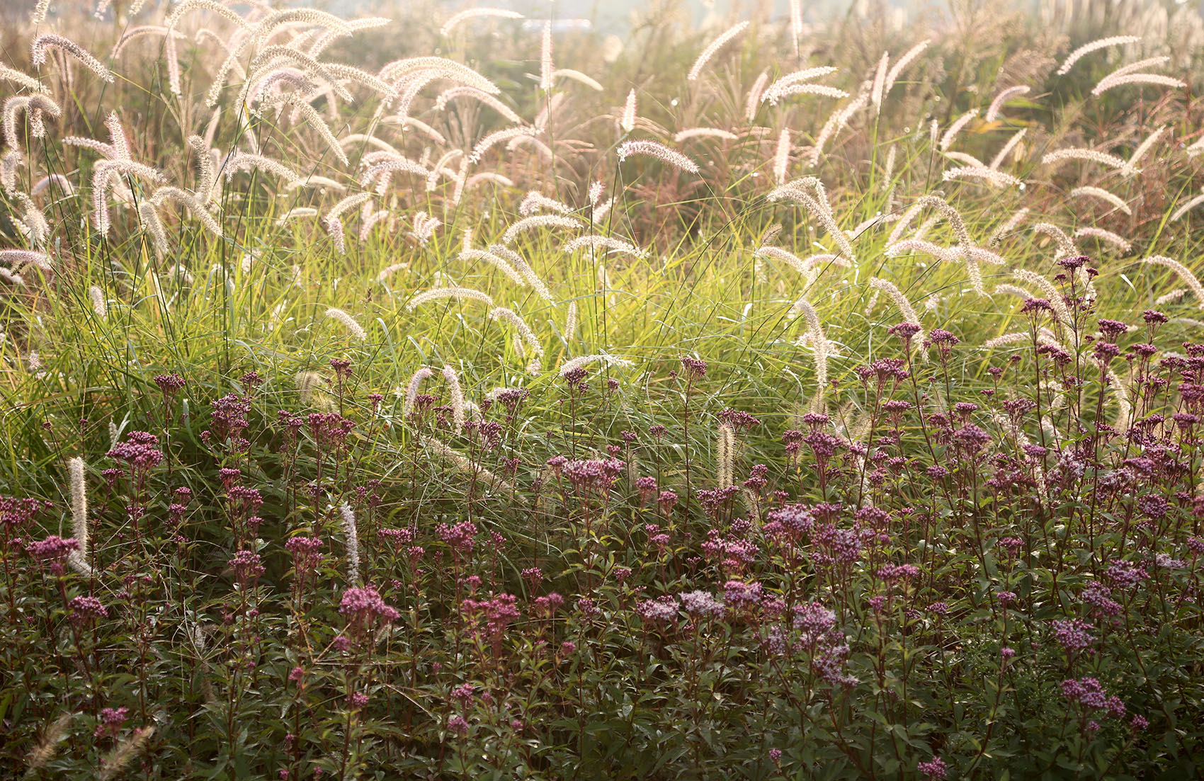 多岛海野草公园丨中国日照丨孔祥伟工作室-149