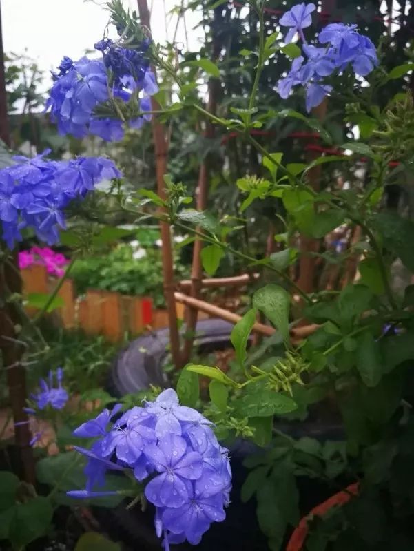 不惑之年,他自己动手建了一座楼顶花园,养花种菜喂鱼……-119