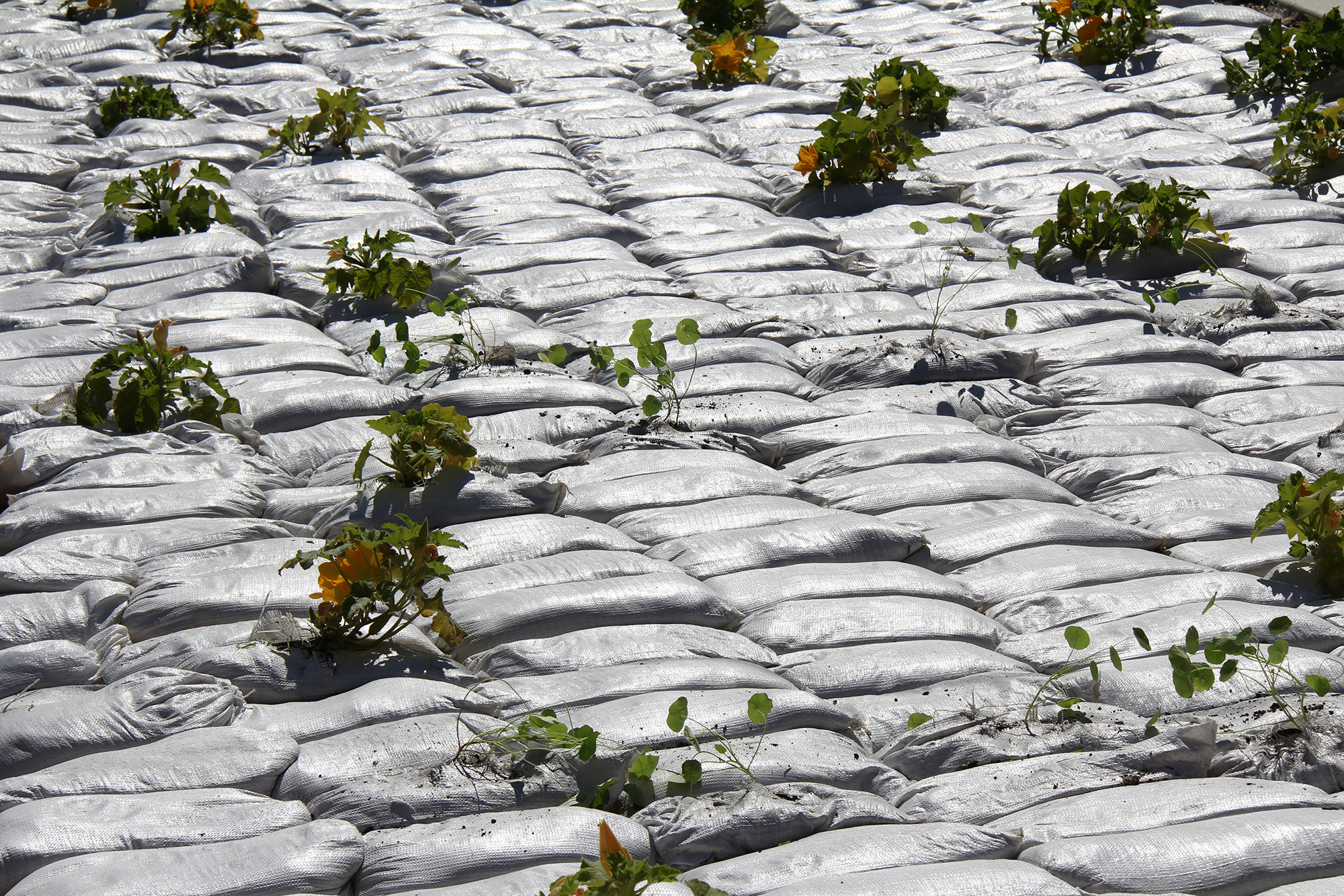 速溶花园丨加拿大温尼伯-40