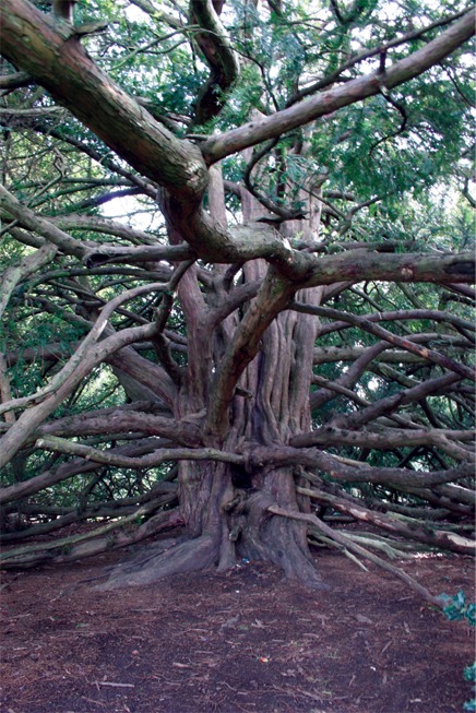 利物浦公园项目丨英国利物浦-9