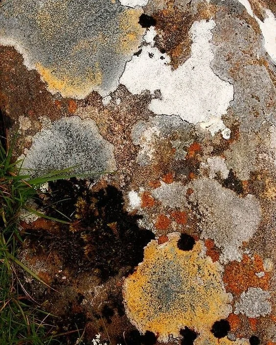 Studio PULP丨1960年代的精致曲线-19