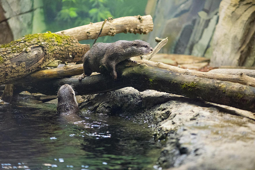 莫斯科水族馆水獭和海豹围栏及展区更新丨俄罗斯莫斯科-23