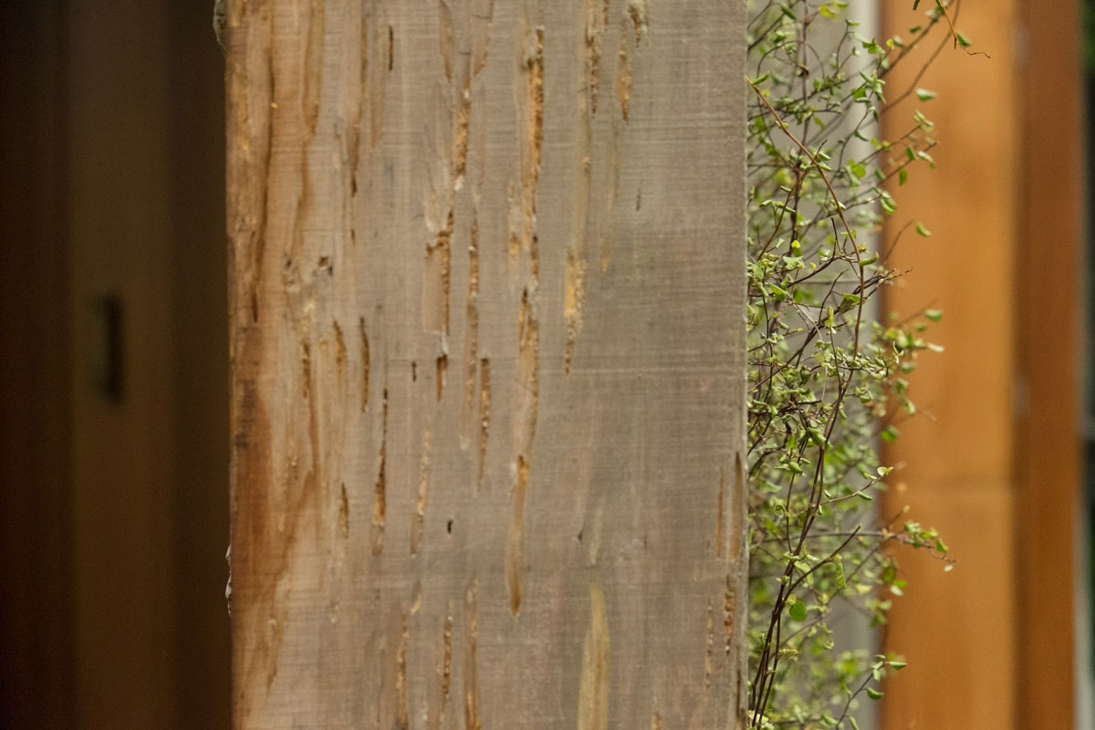 Argyle House 的有机庭院景观-10