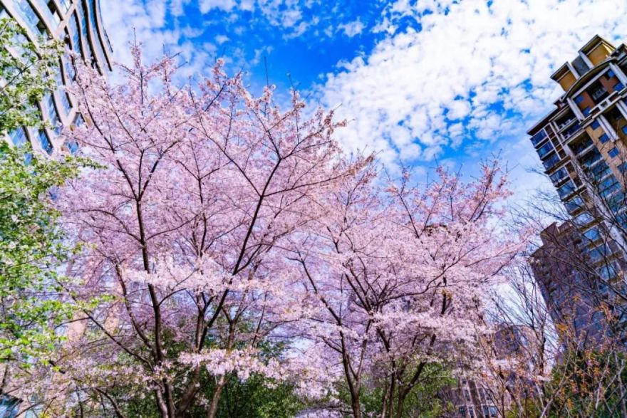 魔都五大赏樱胜地丨中国上海-55