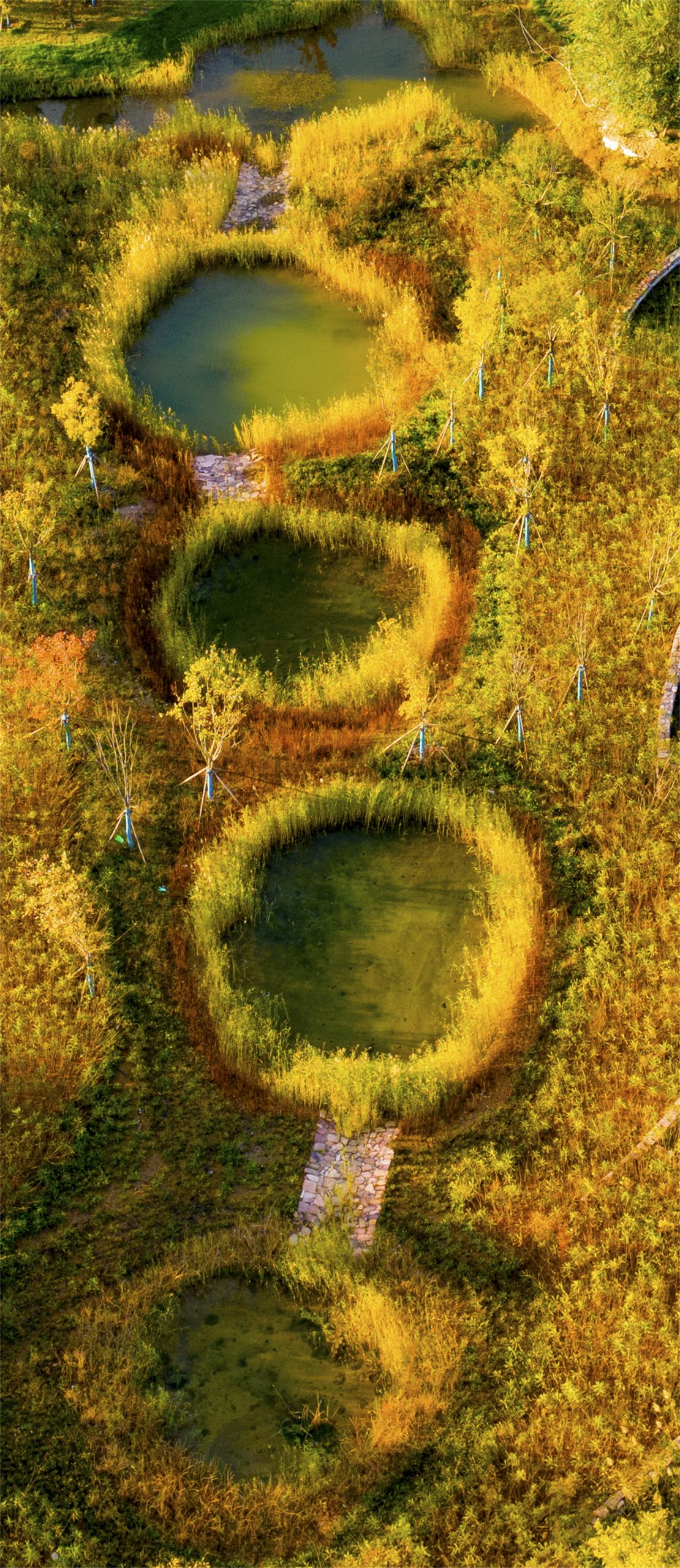 西安雁南公园（二期）丨中国西安丨土人设计（Turenscape）-108