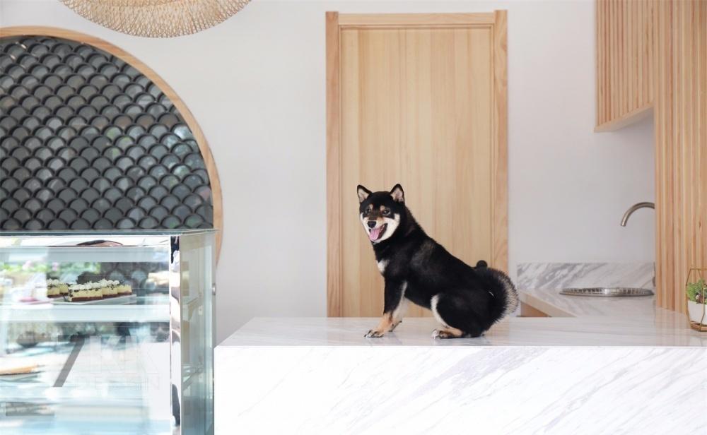 秋田犬主题柴犬咖啡馆-11