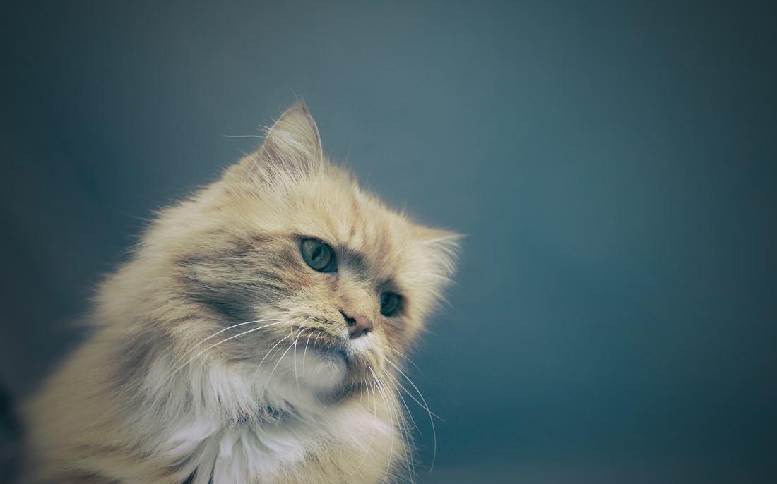 【宠物店】铲屎官们，请注意！萌宠的反转人…-7