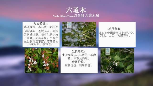 秋凌景观陪伴你学习的第3128天-53