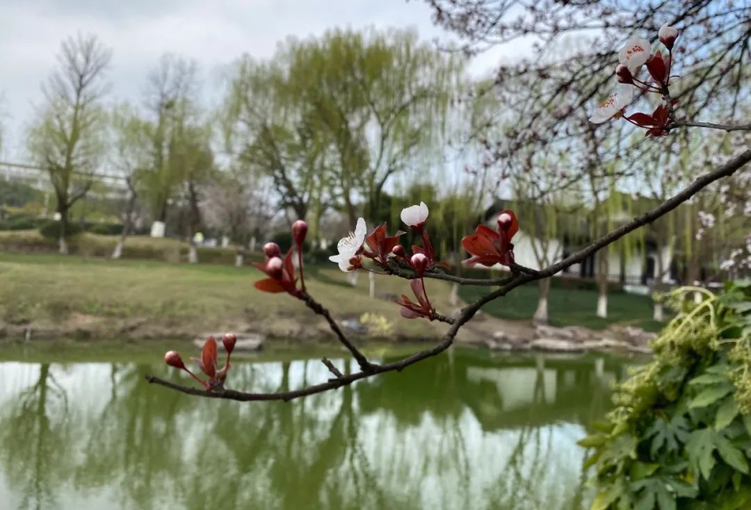 疫情下的自然憧憬 | 打造属于自己的一方花园天地-38