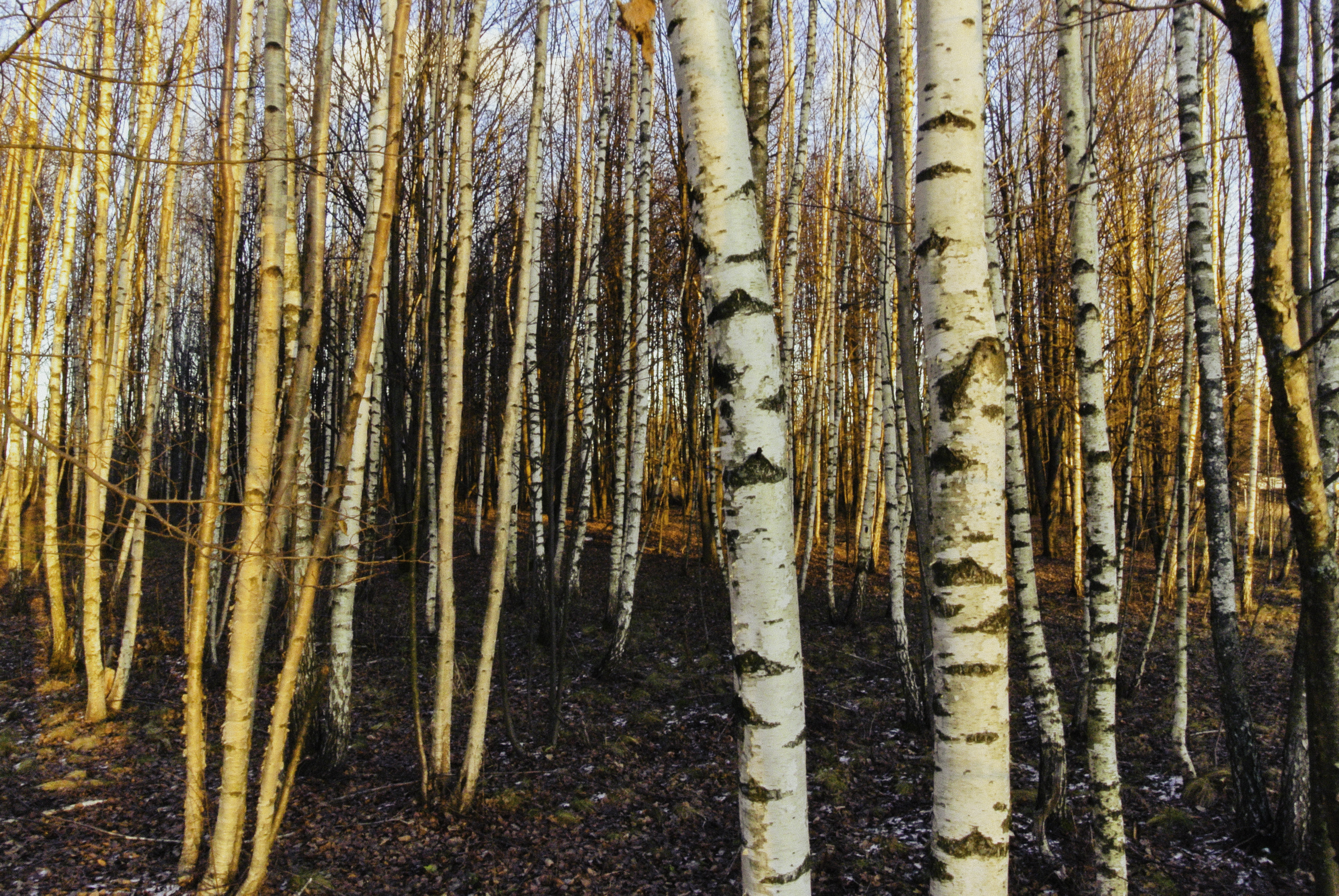 birches相关项目丨俄罗斯莫斯科丨信息未提及-14