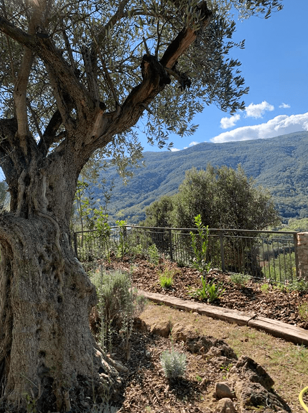 Can Xera(Amer)乡村旅游住宅外部改造及绿化项目-12