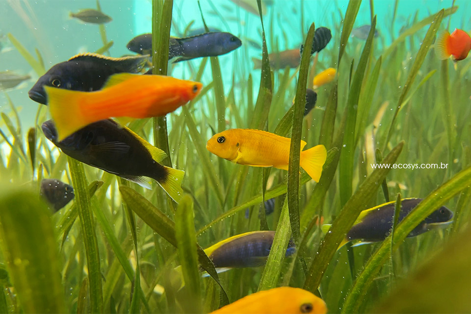 天然游泳池 – EAK-11