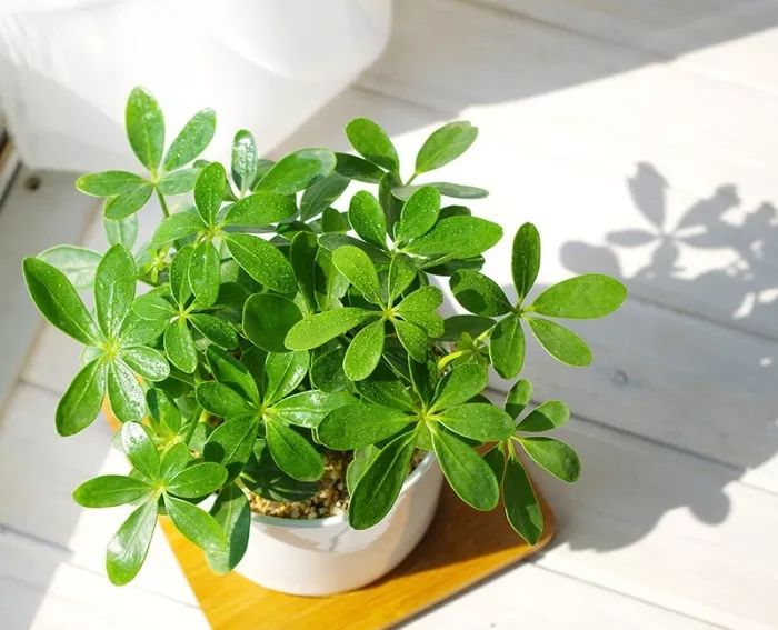 家居绿植摆放技巧，打造清新空间-37