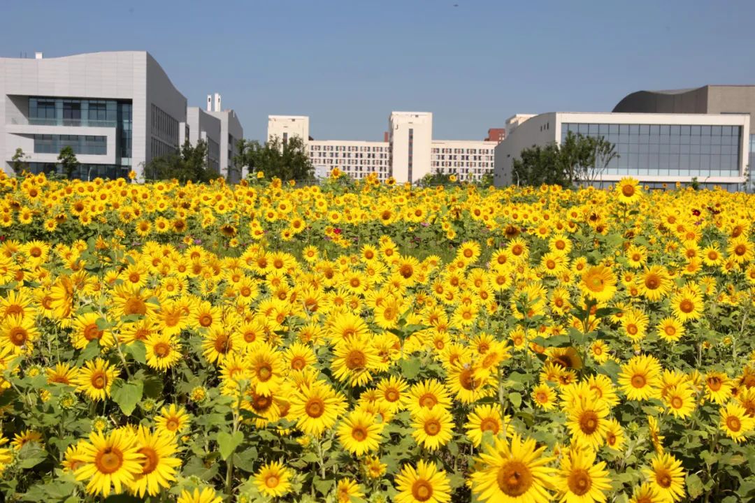 成都成安渝桥向日葵花海丨中国成都丨成都设计咨询集团·成都市建筑设计研究院有限公司-15