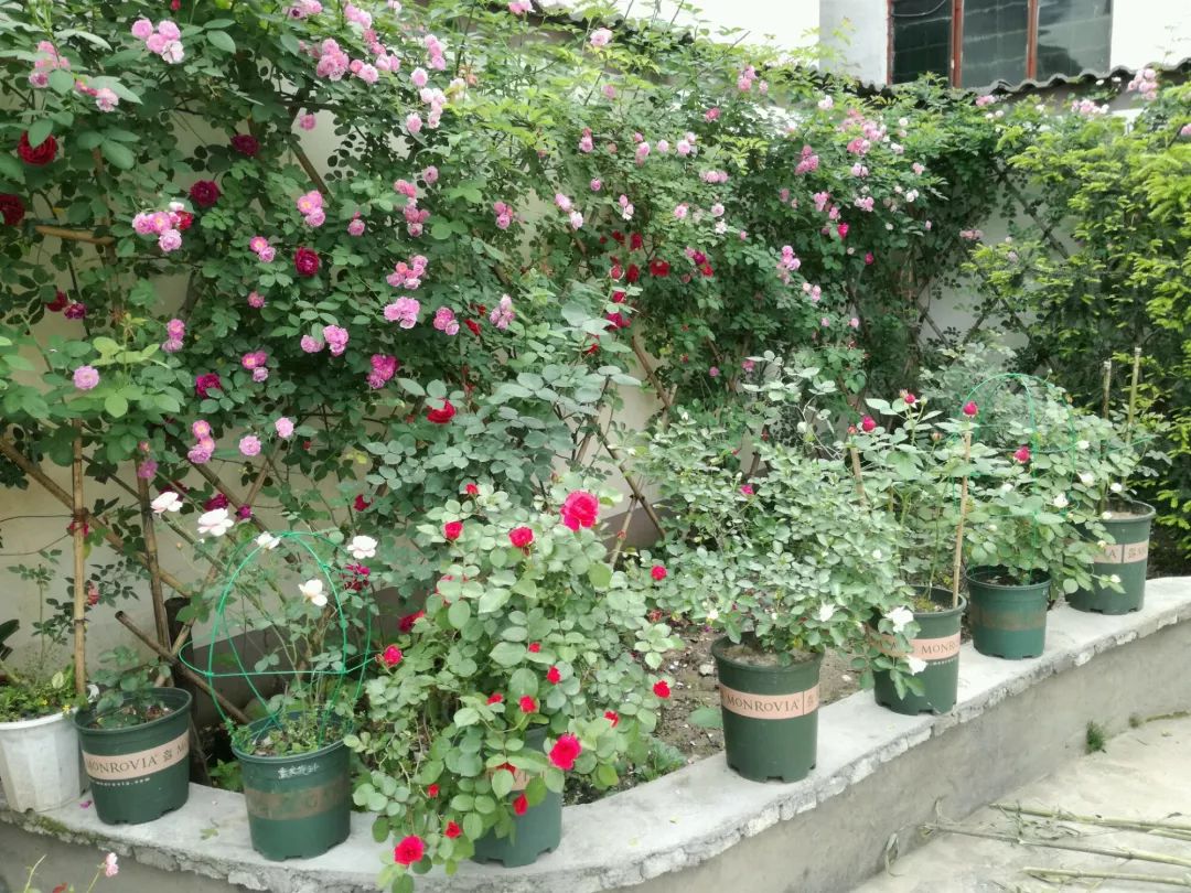 大叔也爱养花，3天造出个小花园，一分钱没花！-45