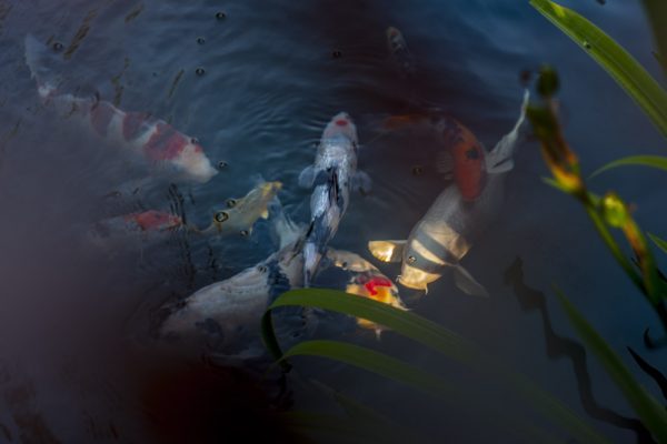 水上花园丨Damien Keane-15