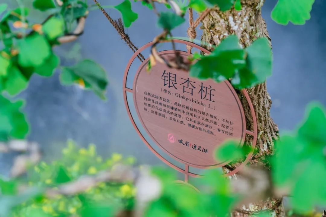 领地莲花湖 | 山水画境与人文融合的文旅小镇新概念-226