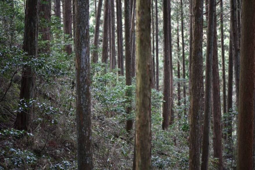 一宮の石場建て1 大黒柱伐採丨水野設計室-9