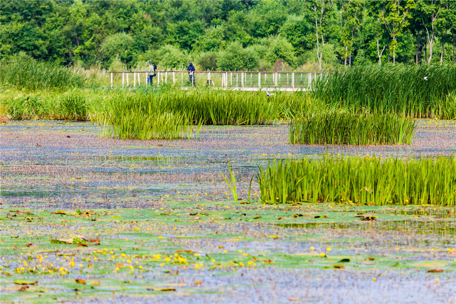 合辑：俞孔坚&土人设计经典项目回顾-125