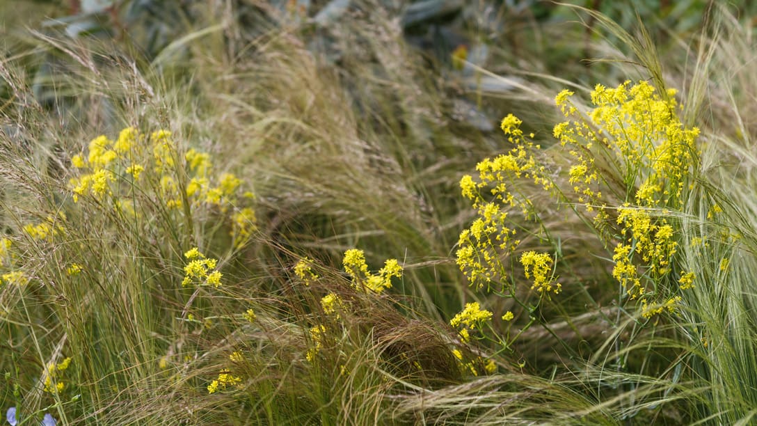 切尔西花园展最佳展示花园 | M&G 花园-186