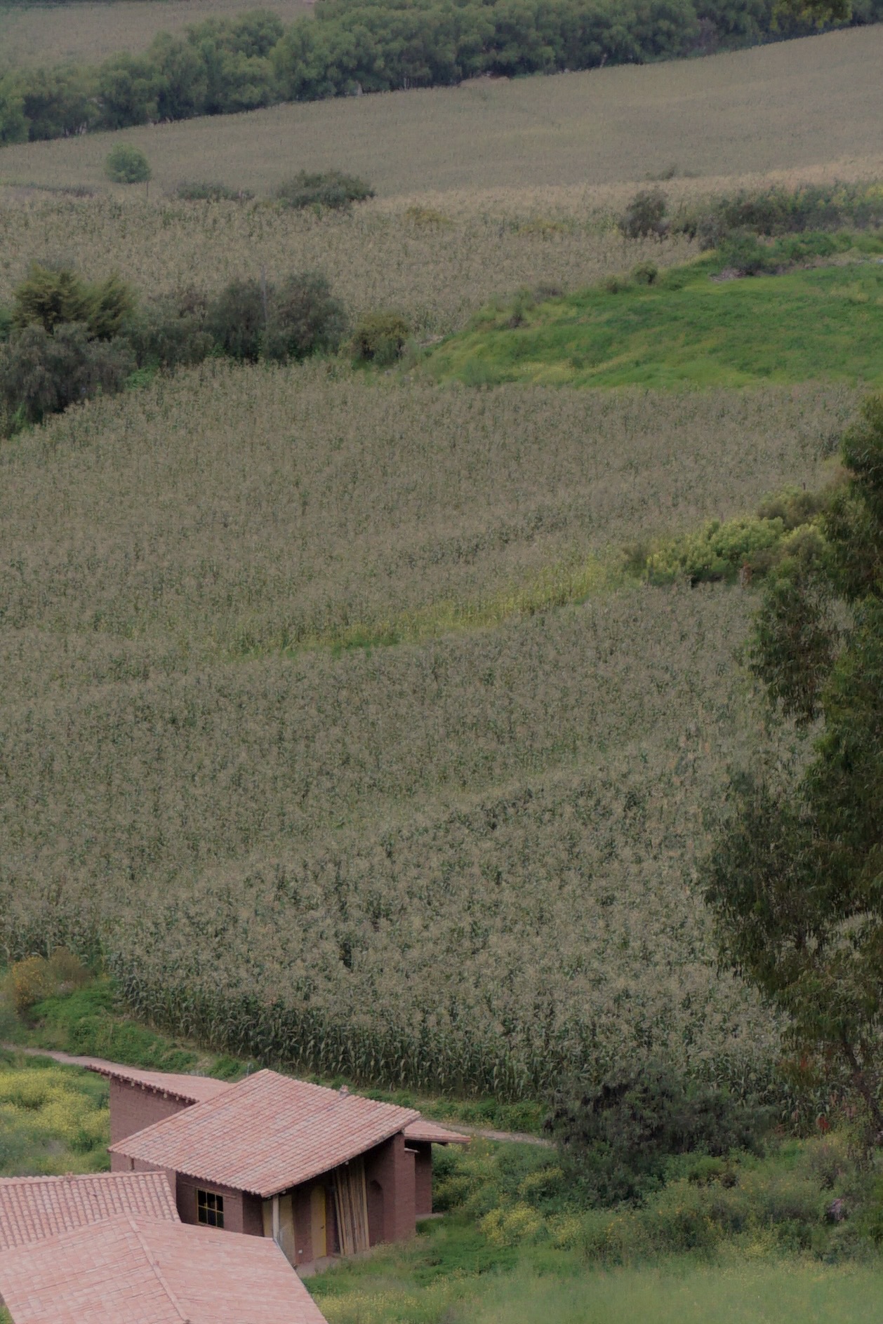 丨秘鲁丨Taller MACAA-49