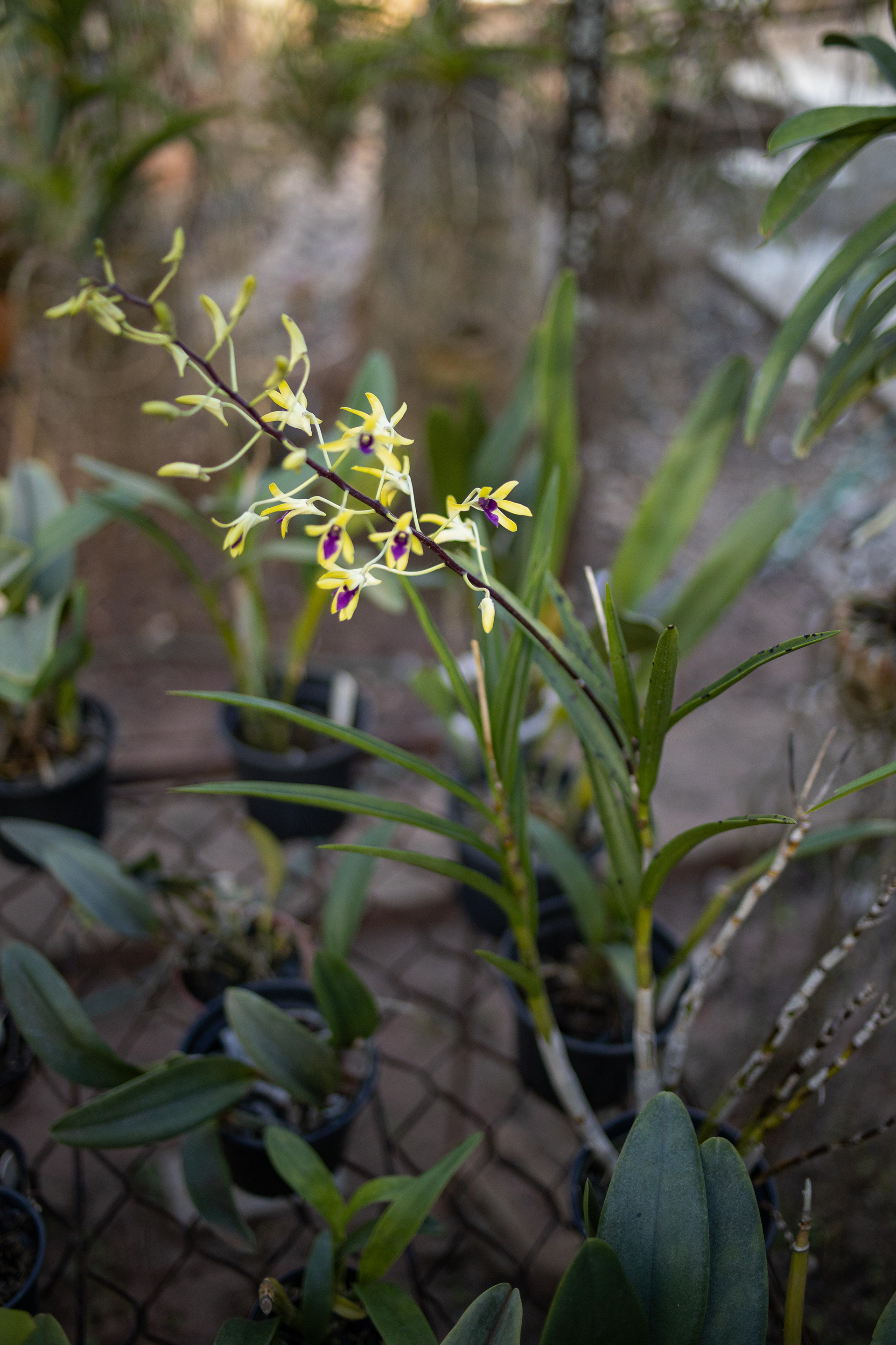 室内植物设计-56