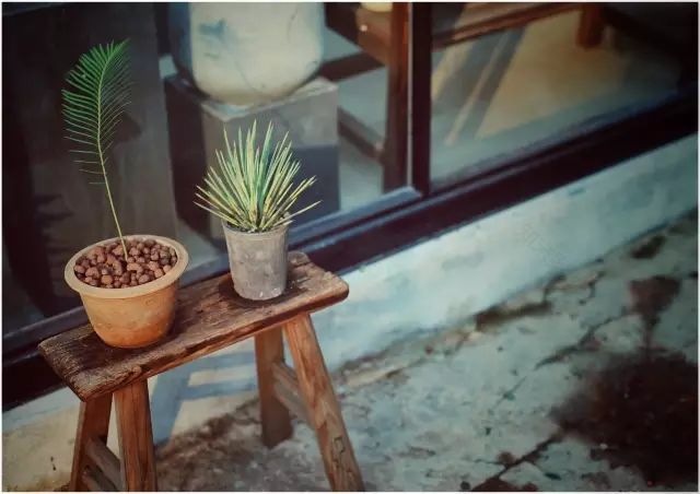 两个小女生,造了一间全镇上最文艺的花房,从此与花草为伴-111