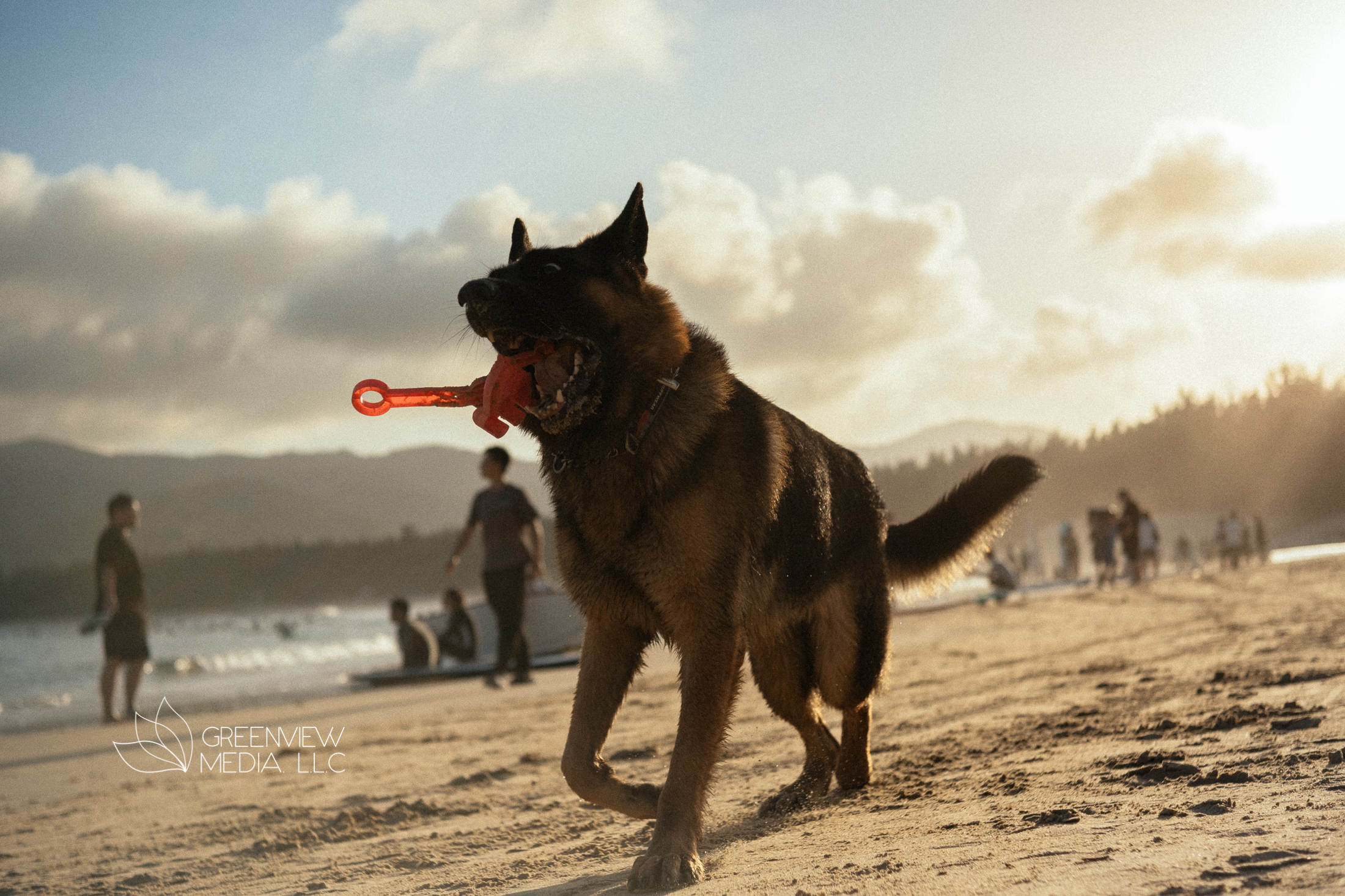 狗狗海滩场景拍摄丨中国三亚-3